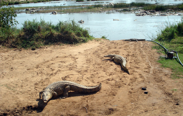 Safari con famiglia in Kenya coccodrilli tsavo