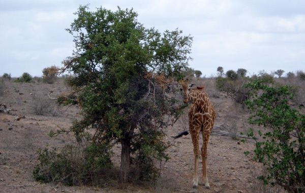 Safari con famiglia in Kenya -giraffa Tsavo