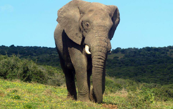 Elefante all'Addo National Park con bambini