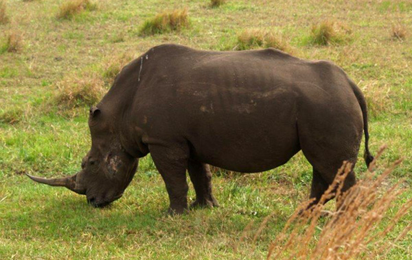St Lucia in Sudafrica rinoceronte