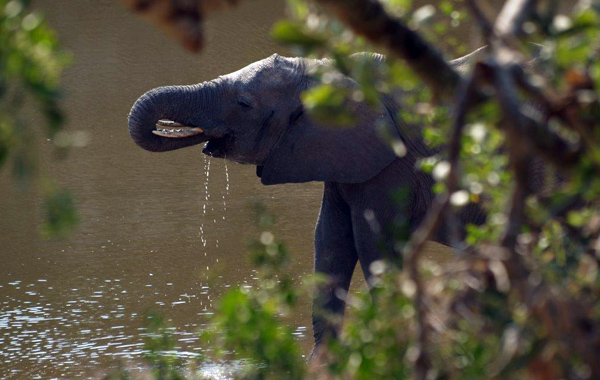 Rest camp in sudafrica con bambini  -Elefante