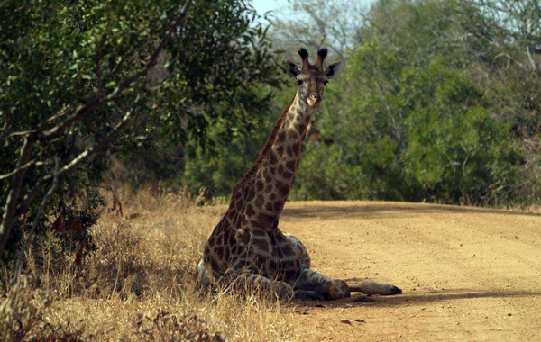Rest camp in sudafrica con bambini - Giraffa