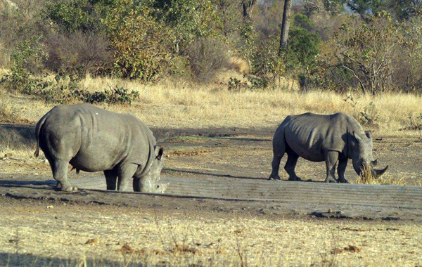 Rest camp in sudafrica con bambini -Rinoceronti