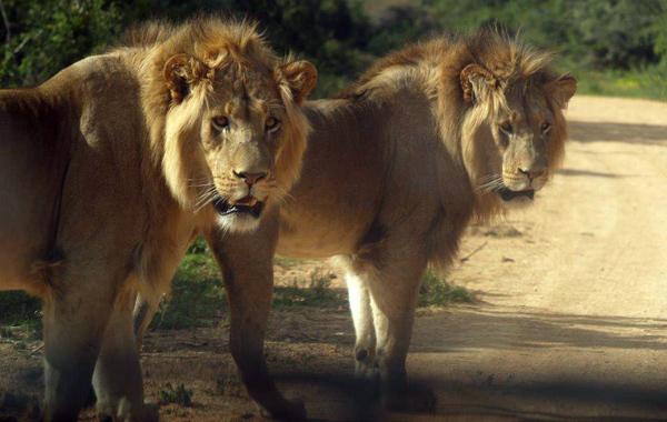 Sudafrica con bambini-leoni