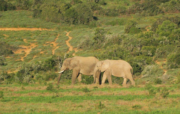 Elefanti all'Addo National Park con bambini