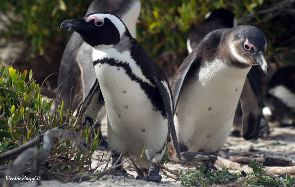 Cape Town con bebè-pinguini