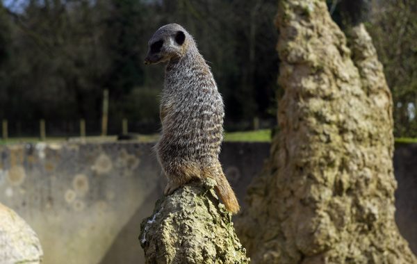 Cotswolds con bambini: il Cotswolds Wildlife Park-animali
