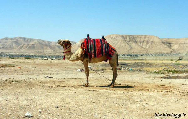 Israele per bambini-cammello