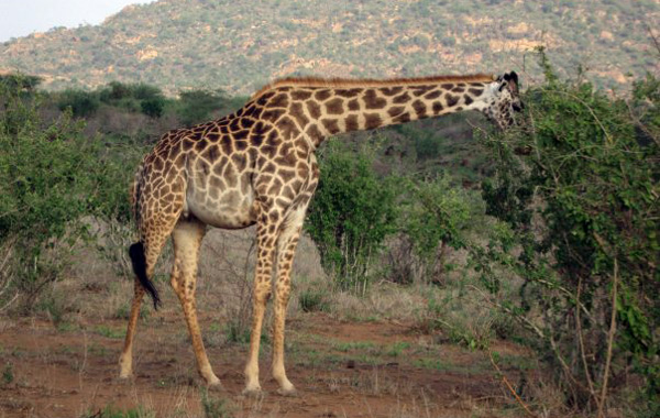 Safari in Kenya con bambini-giraffa