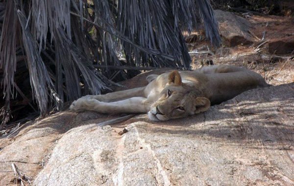 Safari in Kenya con bambini-leonessa