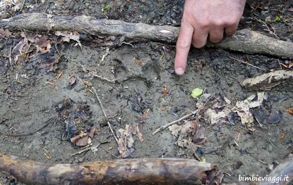 Vallesanta in Toscana con bambini-impronta lupo