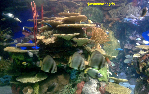 L'acquario di Toronto con bambini-reef