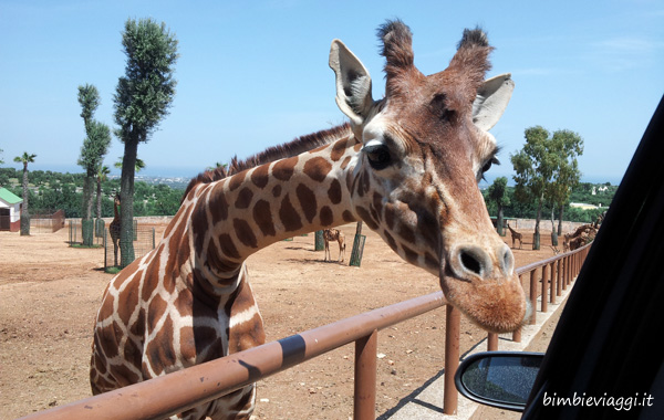 Zoo in Puglia - Zoosafari di Fasano - Ostuni e Fasano con bambini-giraffa