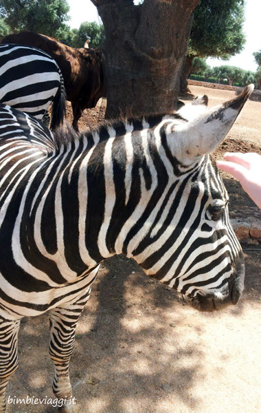 Ostuni e Fasano con bambini-zebra
