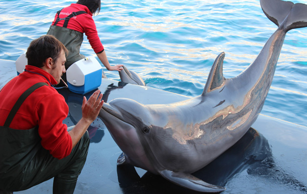 Genova per bambini-delfini