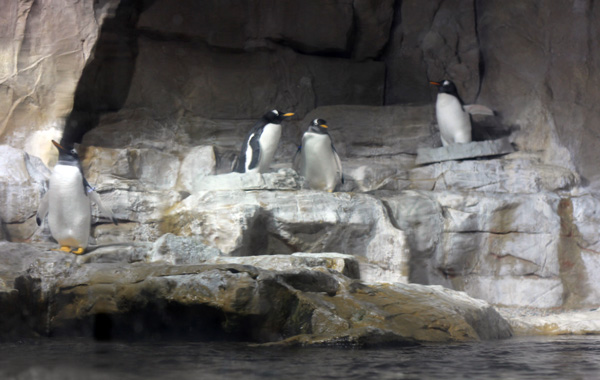 Genova per bambini-pinguini