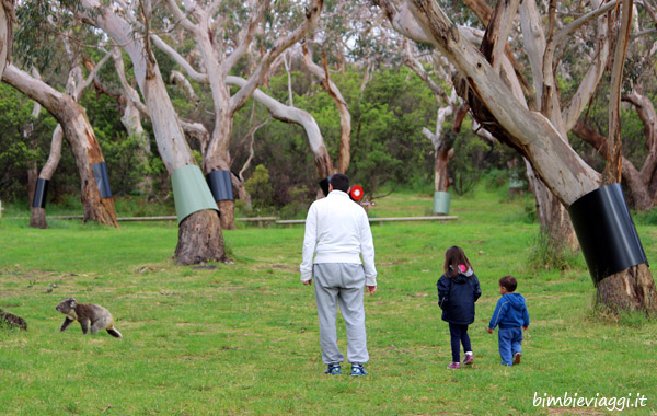 Australia con bambini-Koala Bimbi Park