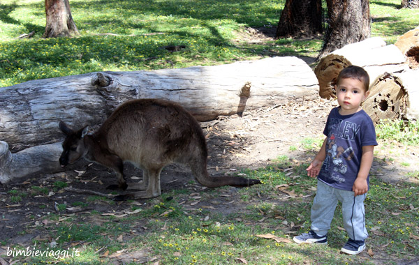 Australia con bambini-cleland park canguri