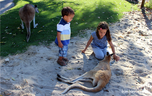 Western Australia con bambini-Caversham Park canguri