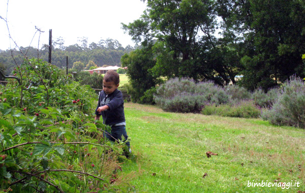 Western Australia con bambini-Lavanda&Berry farm