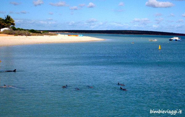 Western Australia con bambini-Monkey Mia delfini
