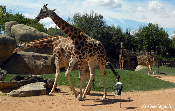valencia per bambini-giraffe