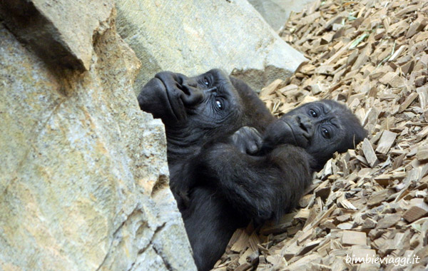 valencia per bambini-gorilla