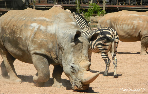 valencia per bambini-rinoceronte