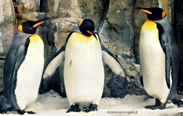 primavera a Montreal-pinguini